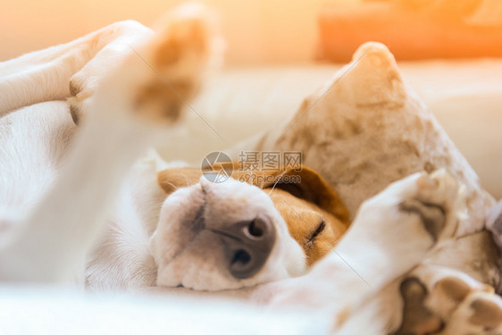 狗累了睡在沙发上有趣的姿势爪子沙发上比格带他们背景比格图片