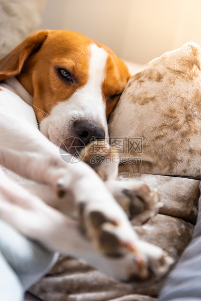 疲倦的狗睡在沙发上沙发上懒洋洋的小猎犬以狗为主题的背景疲倦的狗睡在沙发上沙发上懒洋洋的小猎犬图片