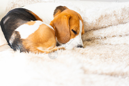 Beagle狗睡在舒适的沙发上睡毯图片
