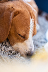 疲倦的狗睡在沙发上沙发上懒洋洋的小猎犬以狗为主题的背景疲倦的狗睡在沙发上沙发上懒洋洋的小猎犬图片