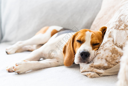 Beagle狗睡在舒适的沙发上睡毯图片