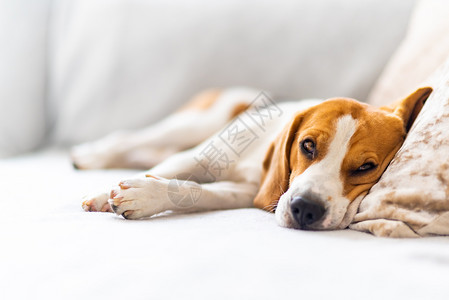 Beagle狗睡在舒适的沙发上睡毯图片