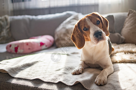 小猎犬在舒适的沙发上沙发上阳光透过窗户以狗为主题的背景小猎犬在舒适的沙发上沙发上阳光透过窗户图片