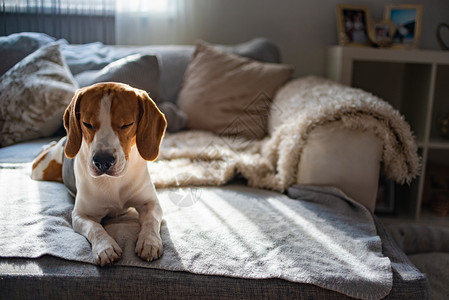 Beagle狗睡在舒适的沙发上太阳从窗户落下狗睡在舒适的沙发上太阳从窗户落下图片