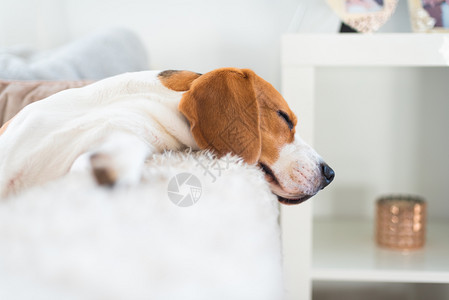 Beagle狗睡在舒适的沙发上太阳从窗户落下狗睡在舒适的沙发上太阳从窗户落下图片