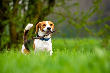 DogBeagle在春天用棍子绿草地上跑和跳狗图片