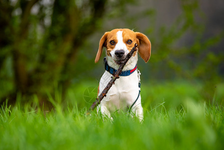 DogBeagle在春天用棍子绿草地上跑和跳狗图片