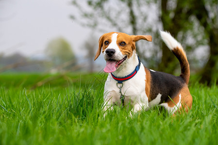 DogBeagle在春天的绿草地上带着舌头跑来跳去狗在春天的绿草地上跑来跳去图片