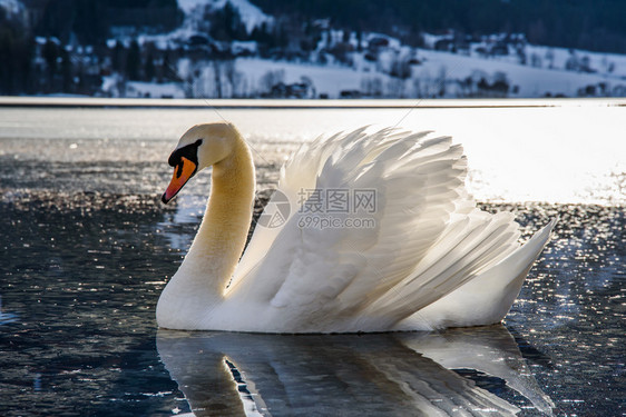 奥地利格伦特勒西美丽的天鹅冬冷冻湖旅游目的地行点图片
