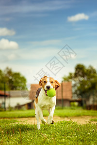 BeagleDogfun与绿色球一起在花园中奔跑图片