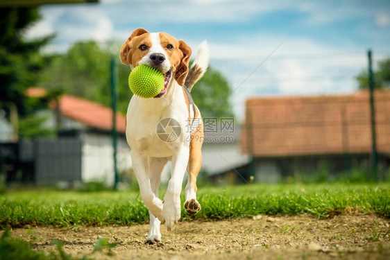 Beagle狗在室外用玩具跑向相机图片