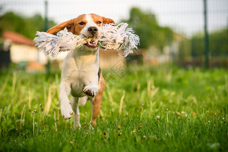 Beagle狗跳起来带着玩具在室外跑向相机Dog运行乐趣图片
