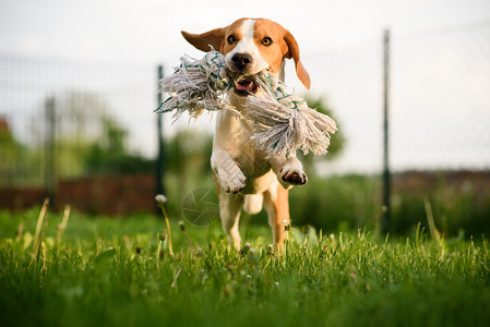 Beagle狗跳起来带着玩具在室外跑向相机Dog运行乐趣图片