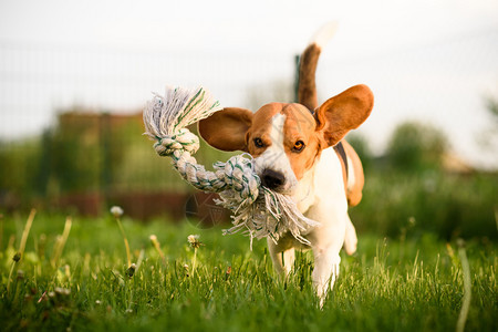 Beagle狗跳起来带着玩具在室外跑向相机Dog运行乐趣图片