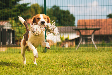 Beagle狗在室外用玩具跑向相机图片