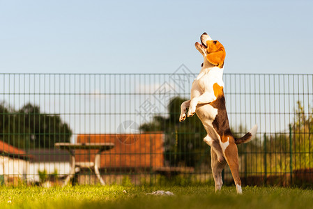 Beagle狗在绿色花园公里跳着玩Dog跑着Beagle玩着跳图片