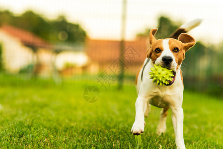 Beagle狗在室外用玩具跑向相机图片