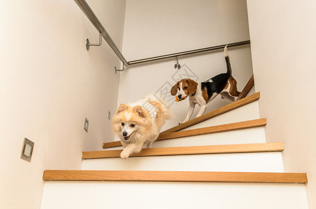 狗在楼梯上奔跑用德国口水叮当背景图片