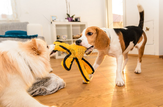 狗叮当和吐司克林打架争夺一个黄色章鱼玩具室内乐趣图片