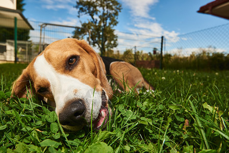 Beagle狗在花园的草地上咀嚼食用药在花园的草地上嚼食用纯种宽角的草地上咬食用狗在花园的草地上嚼食用药b图片