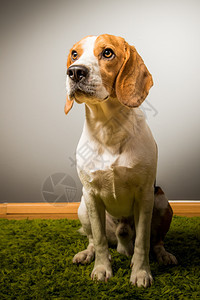 Beagle狗坐在灰色背景之下图片