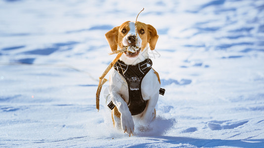 Beagle狗在雪中玩比格尔游戏图片