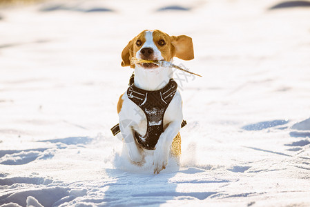 玩雪Beagle狗在雪中玩比格尔游戏背景
