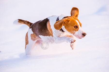 Beagle狗在雪中玩比格尔游戏图片