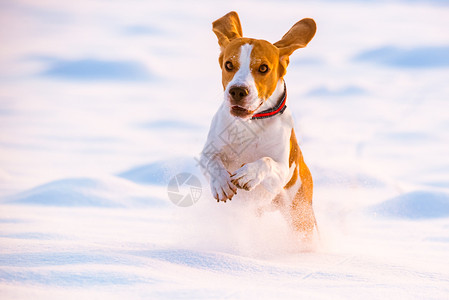 Beagle狗在雪中玩比格尔游戏图片