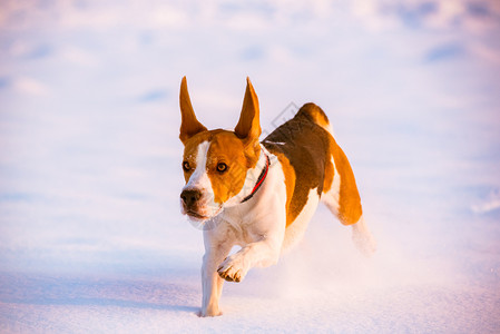 Beagle狗在雪中玩比格尔游戏图片