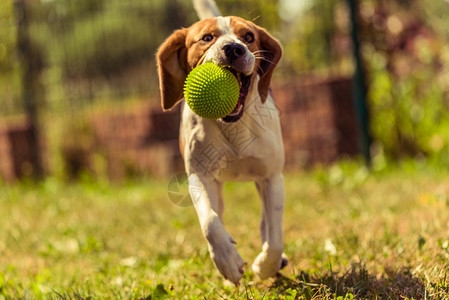 Beagle狗在室外用玩具跑向相机图片