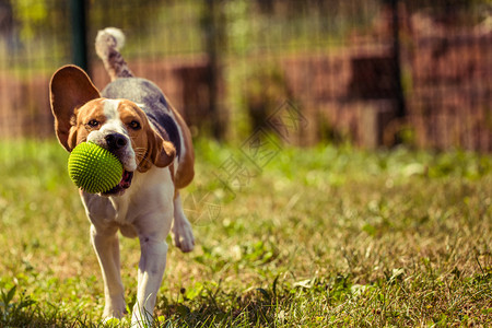 Beagle狗在室外用玩具跑向相机图片