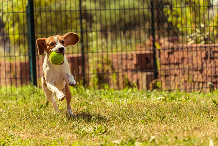 Beagle狗在室外用玩具跑向相机图片