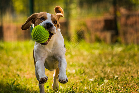 Beagle狗在室外用玩具跑向相机图片