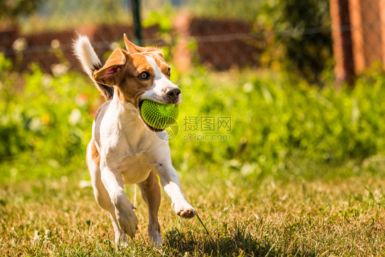 Beagle狗在室外用玩具跑向相机图片