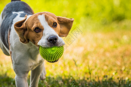 Beagle狗在室外用玩具跑向相机图片