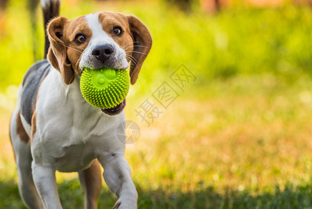 Beagle狗在室外用玩具跑向相机图片