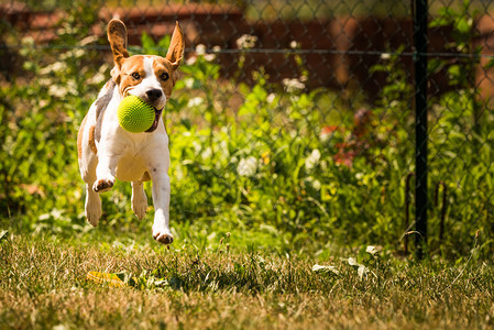 Beagle狗在室外用玩具跑向相机图片