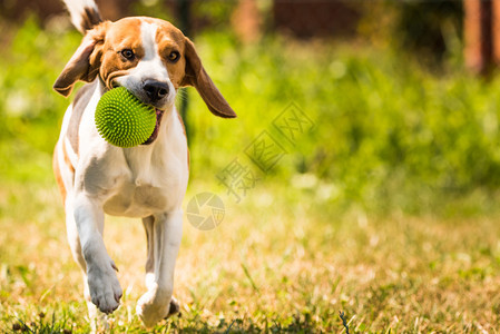 Beagle狗在室外用玩具跑向相机图片