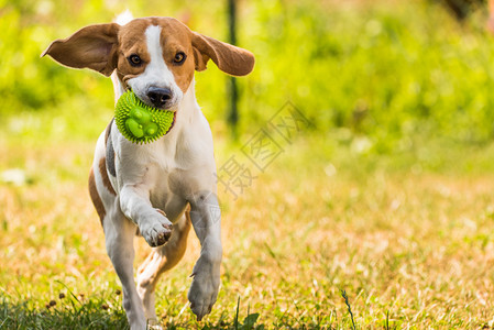 Beagle狗在室外用玩具跑向相机图片