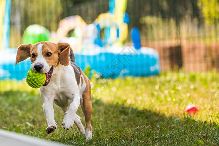 Beagle狗在室外用玩具跑向相机图片