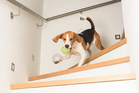 狗比格尔带着绿球从楼梯下跑狗拿着球楼图片