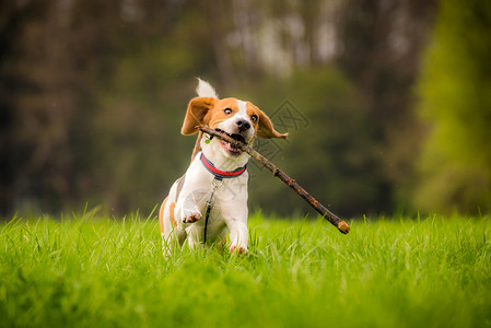 弹簧时在绿地上用棍棒子的狗在野地上用棍子棒子图片