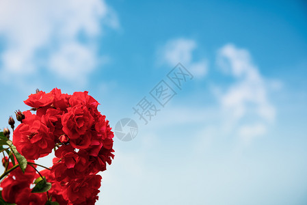 蓝色天空下的红玫瑰夏天有白云蓝色空有红玫瑰图片