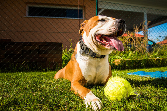 斯塔福德郡TerrierAmstaff在花园的狗和球图片