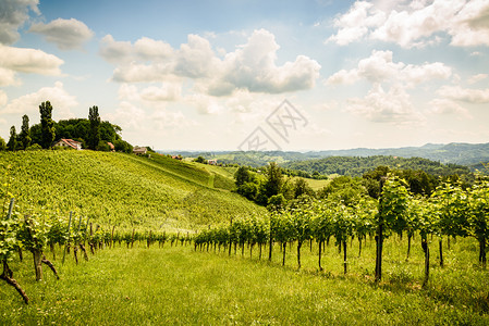 奥地利斯洛文尼亚苏尔兹塔地区南施蒂里亚通往赫泽尔斯特拉的葡萄酒国路图片