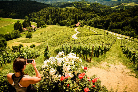 夏季斯洛文尼亚著名的心脏制成红酒路有移动电话照相心脏的妇女形式HerzelStrasse夏季葡萄园SpinikHerzelStr图片