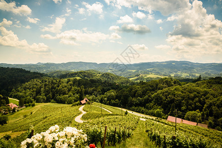 夏季斯洛文尼亚著名的红心制成酒路心形式HerzellStrasse夏季葡萄园Spinnik夏季的HerzellStrasse葡萄图片