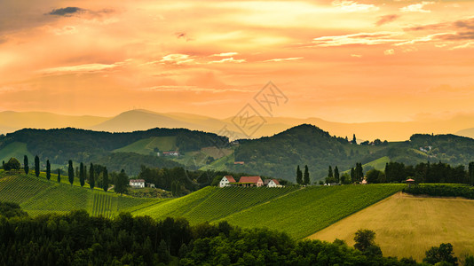 奥地利Gamlitz旅游景点奥地利Styrian葡萄园图片