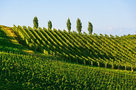 奥地利葡萄园苏尔兹塔葡萄酒街地区南施蒂里亚酒国图片